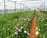 DALAT HIGHTLAND 3 DAY 2 NIGHT 7